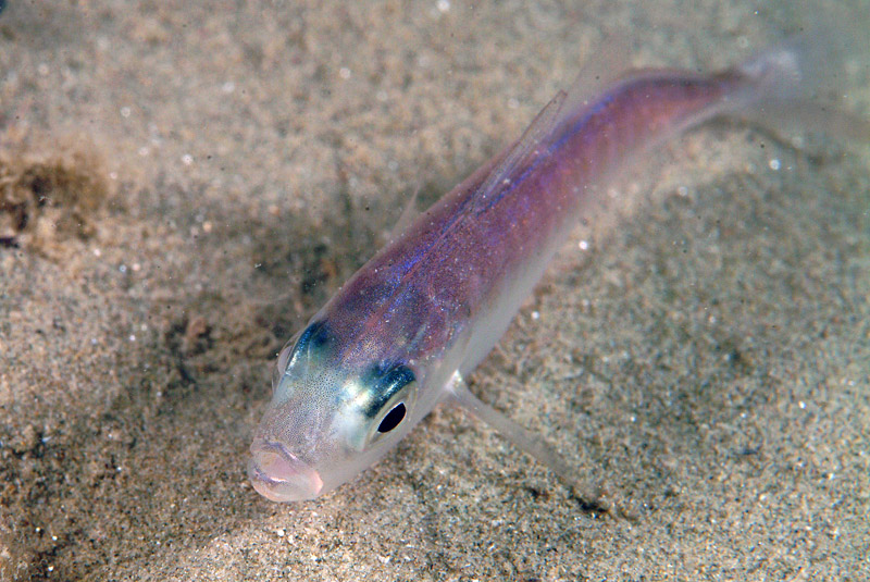 Trachurus cf. mediterraneus